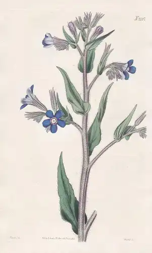 Anchusa Italica. Italian bugloss. Tab. 2197 - Ochsenzunge bugloss / Pflanze Pflanzen plant plants / flower flo