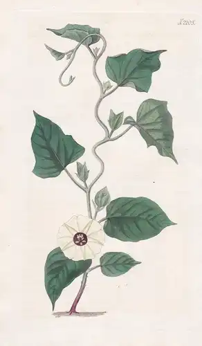 Convolvulus Bicolor. Two-coloured bind-weed. Tab. 2205 - Winde Gartenwinde dwarf morning-glory / Guinea / Pfla