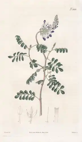 Dalea Mutabilis. Changeable Dalea. Tab. 2486 - prairie clover indigo bush Klee / Cuba Kuba Mexico Mexiko / Pfl