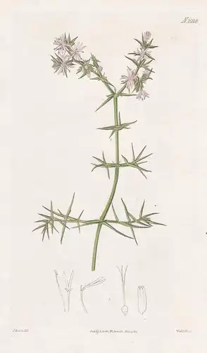 Drypis Spinosa. Prickly Drypis. Tab. 2216 - Pflanze Pflanzen plant plants / flower flowers Blume Blumen / bota