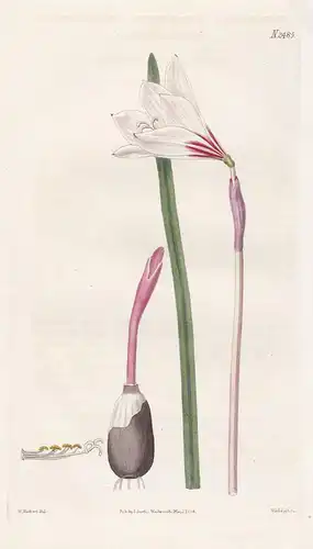 Habranthus Versicolor. Changeable Habranthus. Tab. 2485 - Amaryllis Regenlilie copperlily Lilie lily / Uruguay