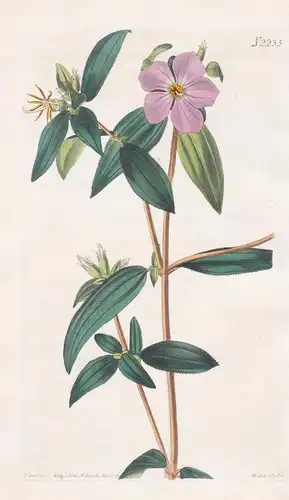 Melastoma osbeckioides. Osbeckia-like Melastoma. Tab. 2235 - Rhododendron melastome Schwarzmund / Mauritius /