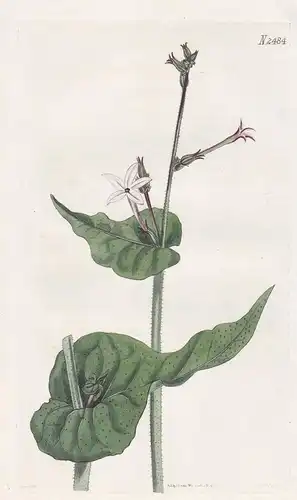 Nicotiana Repanda. Stem-clasping Havanna Tobacco. Tab. 2484 -  Tabak tobacco / Cuba Kuba / Pflanze Pflanzen pl