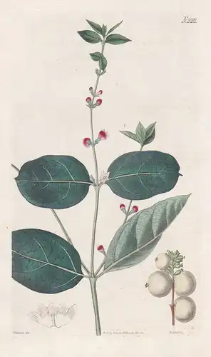 Symphoria Racemosa. Snow-berry. Tab. 2211 - North America Nordamerika / Pflanze Pflanzen plant plants / flower