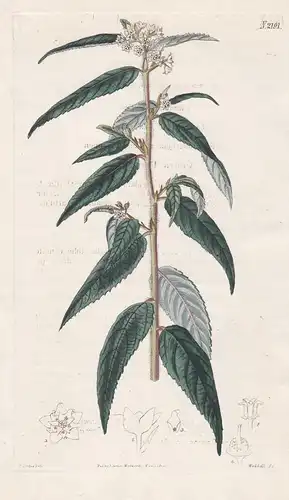 Rulingia Pannosa. Cloth-leaved Rulinga. Tab. 2191 - Australia Australien / Pflanze Pflanzen plant plants / flo