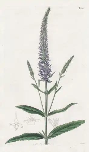 Veronica Orchidea. Orchis-flowered Speedwell. Tab. 2210 - Orchideen-Ehrenpreis speedwell / Caucasus Kaukasus C