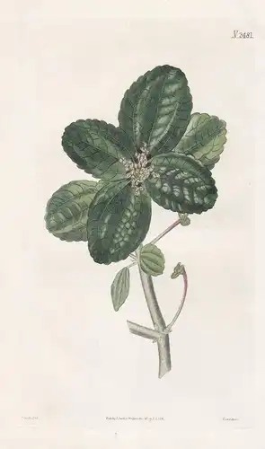 Urtica Involucrata. Imbosomed Nettle. Tab. 2481 -  Brennnessel Nettle stinger / St. Vincent Island / Pflanze P