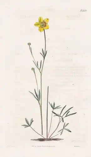 Ranunculus Pedatus. Cut-leaved crow-foot. Tab. 2229 - Hahnenfuß Ranunkel Butterblume buttercup spearwort crowf