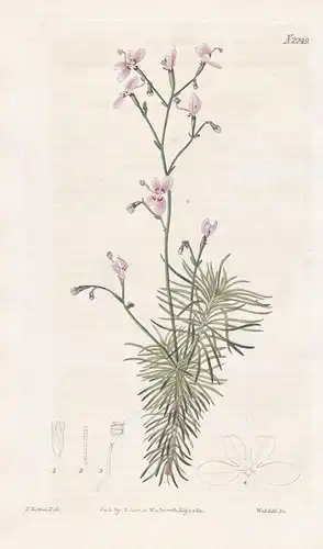 Stylidium Tenuifolium. Five-leaved Stylidium. Tab. 2249 - Schusspflanze triggerplant trigger plant / Australia