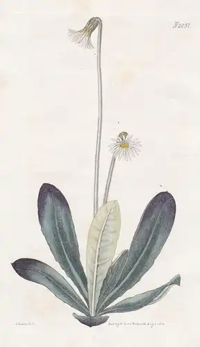 Chaptalia Tomentosa. Wooly-leaved Chaptalia. Tab. 2257 - pineland daisy Gänseblümchen / North America Nordamer