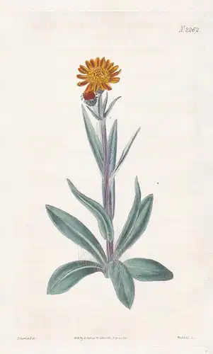 Cineraria Aurantiaca. Orange-coloured Cineraria. Tab. 2262 - Zinerarie Aschenkraut Kreuzkraut / Pflanze Pflanz