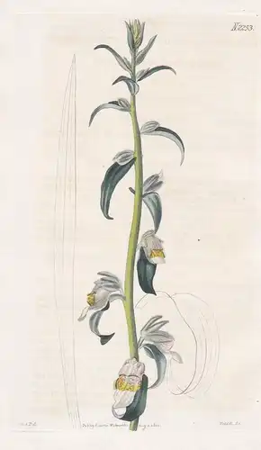 Digitatis orientalis. Levant foxglove. Tab. 2253 - Fingerhut foxglove / Pflanze Pflanzen plant plants / flower