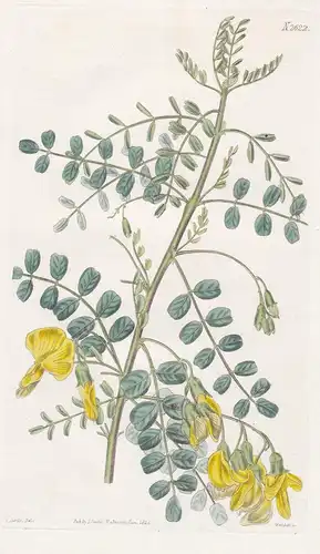 Colutea Nepalensis. Nepal bladder senna. Tab. 2622 - Blasenstrauch / Nepal / Pflanze Pflanzen plant plants / f