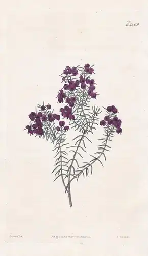 Erica Sanguinolenta. Dark-flowered Heath. Tab. 2263 - heath Erika Heidekraut klipheide / South Africa Südafrik