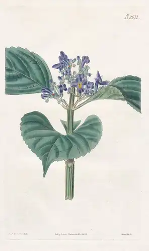 Cornutia Punctata. Dotted-flowered Cornutia. Tab. 2611 - West Indies / Pflanze Pflanzen plant plants / flower