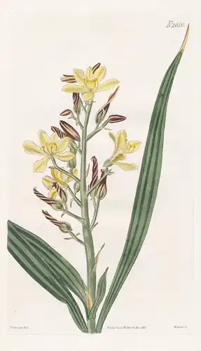 Wachendorfia Paniculata. Panicled Wachendorfia, Napels Yellow variety. Tab. 2610 - South Africa Südafrika / Pf