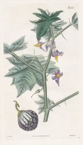 Solanum Platanifolium. Plane-tree leaved nightshade. Tab. 2618 - Nachtschatten nightshade / South Africa Südaf