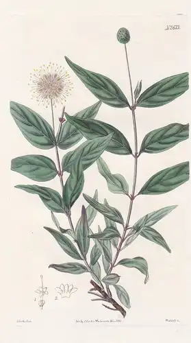 Nauclea Adina. Myrtle-leaved Nauclea. Tab. 2613 - Baum tree / China / Pflanze Pflanzen plant plants / flower f