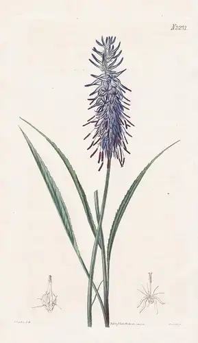 Phyteuma scorzonerifolia. Scorzonera-leaved Rampion. Tab. 2271 - Phyteuma scorzonerifolium Teufelskralle rampi