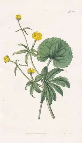 Ranunculus Cassubicus. Cassubian crowfoot. Tab. 2267 - Kaschuben Hahnenfuß buttercup Ranunkel Goldhahnenfuß /