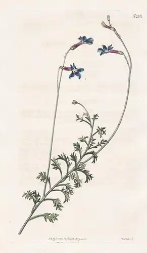 Lobelia Pedunculata. Long-stalked Lobelia. Tab. 2251 - Lobelien Lobelie matted pratia / trailing pratia / blue