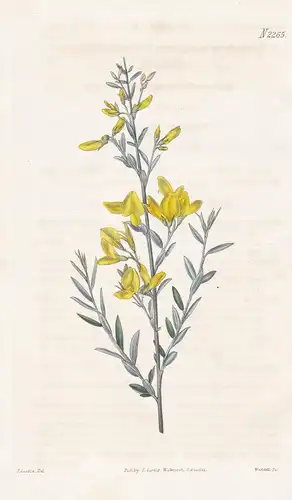 Spartium virgatum. Long-twigged broom. Tab. 2265 - Pfriemenginster broom Ginster Binsenginster / Madeira / Pfl