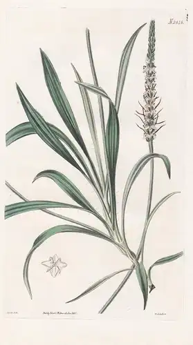 Plantago Brasiliensis. Brazil Plantain. Tab. 2616 - Wegerich plantain fleawort / Brazil Brasil Brasilien / Pfl