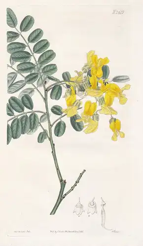 Virgilia Intrusa. Small-flowered Virgilia. Tab. 2617 - keurboom tree-in-a-hurry cape lilac / South Africa Süda