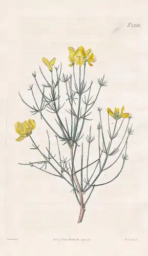 Spartium Radiatum. Starry broom. Tab. 2260 - Kugel-Ginster Genista radiata Geißklee / Pflanze Pflanzen plant p