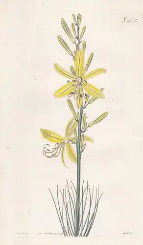 Asphodelus Tenuior. Slender-leaved Asphodel, or king's spear. Tab. 2626 - Affodill Lilie lily thin asphodeline
