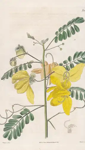 Cassia aversiflora. Contrary-flowered Cassia. Tab. 2638 - Kassie Goldregen golden shower / Brazil Brasil Brasi