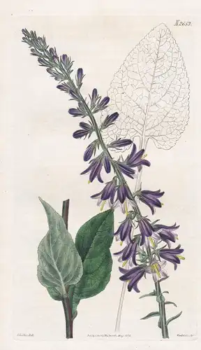 Campanula Ruthenica. Taurian Bell-flower. Tab. 2653 - Glockenblume bellflower / Crimea Krim / Pflanze Pflanzen
