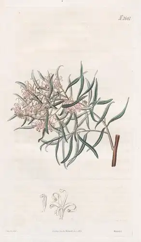 Grevillea Linearis, var. Incarnata. Flesh-coloured linear-leaved Grevillea. Tab. 2661 - Grevillea linearifolia