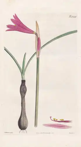 Habranthus Angustus. Narrow Habranthus. Tab. 2639 - Regenlilie Lilie lily copperlily Amaryllis / Argentina Arg