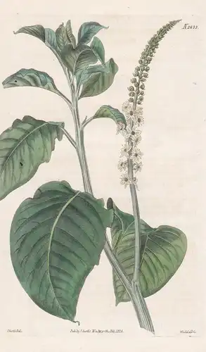Phytolacca Icosandra. Tall Phytolacca. Tab. 2633 - Knopf-Kermesbeere button pokeweed / Mexico Mexiko / Pflanze