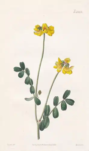 Coronilla Iberica. Iberian Coronilla. Tab. 2646 - Securigera orientalis Kronwicke Wicke vetch / Turkey Türkei