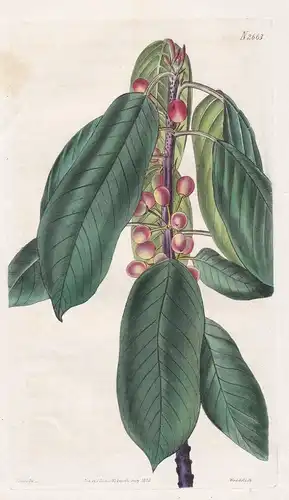 Rhamnus latifolius. Broad-leaved Azorian Rhamnus. Tab. 2663 - Kreuzdorn buckthorn Wegedorn / Pflanze Pflanzen