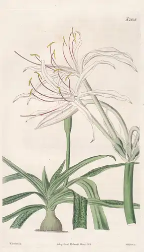 Crinum Humile. Humble Crinum. Tab. 2636 - Hakenlilie Lilie lily / Pflanze Pflanzen plant plants / flower flowe