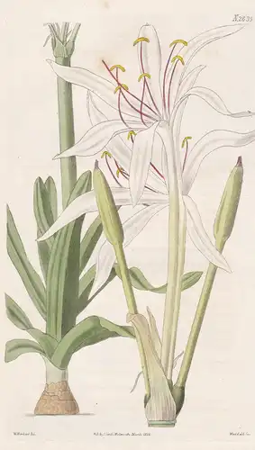 Crinum Strictum. Upright Crinum. Tab. 2635 - Hakenlilie Lilie lily / Pflanze Pflanzen plant plants / flower fl