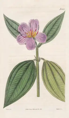 Melastoma villosa. Villous Melastoma. Tab. 2630 - Schwarzmund Melastomataceae / South America Südamerika / Pfl