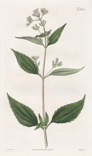 Piqueria trinervia. Three-nerved Piqueria. Tab. 2650 - Mexico Mexiko / Pflanze Pflanzen plant plants / flower