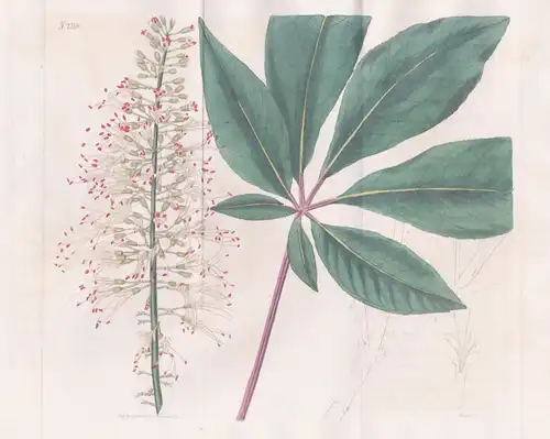 Aesculus macrostachya. Small flowered hores Chesnut, or buck's-eye-tree. Tab. 2118 - North America Nordamerika