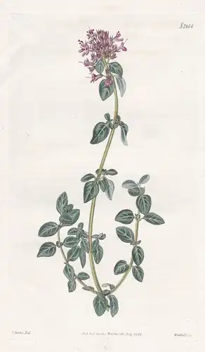 Astragalus onobrychis var. Tenuifolius. Russian Narrow-leaved Onobrychis. Tab. 2665 - Esparsetten-Tragant / Ru