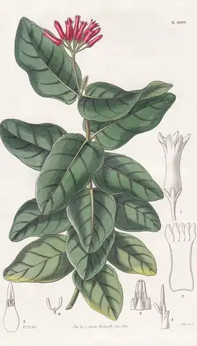 Harrisonia lonicceroides. Honey-suckle-like Harrisonia. Tab. 2699 - Brazil Brasil Brasilien / Pflanze Pflanzen