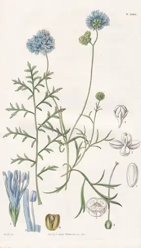 Gilia Capitata. Cluster-flowered Gilia. Tab. 2698 - blue-thimble-flower Gilie bluehead gilia / South America S