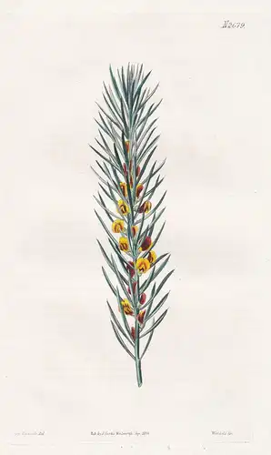 Daviesia Acicularis. Needle-leaved Daviesia. Tab. 2679 - Bittererbse sharp bitter-pea / Australia Australien /