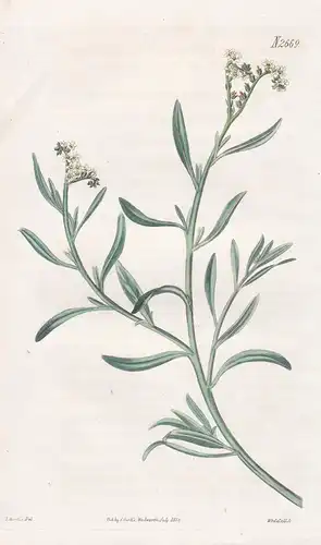 Heliotropium curassavicum. Glaucous turnsole or heliotrope. Tab. 2669 - Salzheliotrop salt heliotrope / Jamaic