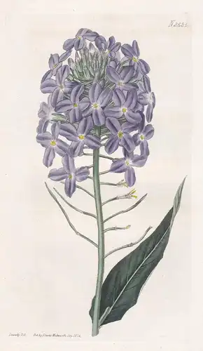 Hesperis Grandiflora. Large-flowered dame's-violet. Tab. 2683 - Flammenblume gilliflower dame's rocket Phlox N