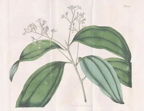 Laurus Cinnamomum. Cinnamon-tree. Tab. 2028 - Zimtbaum Zimt cinnamon tree / East-Indies Ceylon Madagaskar / Pf