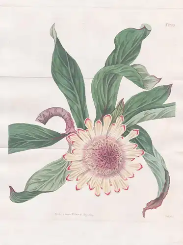 Protea acaulis. Stemless Protea. Tab. 2065 - Pflanze Pflanzen plant plants / flower flowers Blume Blumen / bot